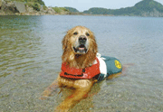 青井浜わんわんビーチ【犬連れ専用ビーチ】の写真