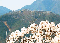 桜・花見／朝来市,立雲峡