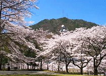 桜・花見／朝来市,多々良木ダム湖周辺とあさごエコパークの千本桜