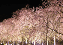 桜・花見／福知山市,夜久野高原「しだれ桜」