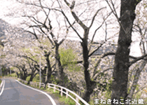 桜・花見／伊根町,蒲入の桜並木