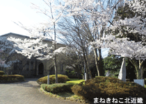 桜・花見／京丹後市,薬師ヶ丘 さくらの森公園