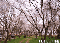 桜・花見／京丹後市,峯空園