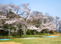 桜・花見／舞鶴市,匂崎公園