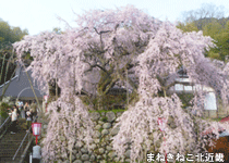 桜・花見／舞鶴市,吉田のしだれ桜 ライトアップ