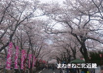桜・花見／舞鶴市医療センター前 桜のトンネル