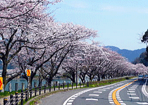 桜・花見／舞鶴市,大波街道の桜並木