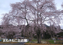 桜・花見／舞鶴市,四所駅前 しだれ桜