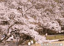 桜・花見／宮津市,滝上公園