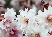 桜・花見／新温泉町,泰雲寺のしだれ桜