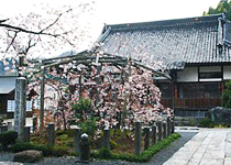 桜・花見／新温泉町,泰雲寺のしだれ桜