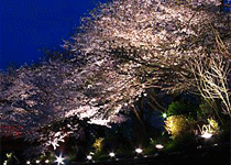 桜・花見／新温泉町,湯村温泉の桜