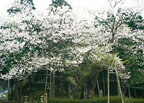 桜・花見／豊岡市,おまき桜