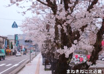 桜・花見／豊岡市市中央公園