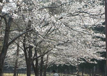 桜・花見／豊岡市,たけのこ村