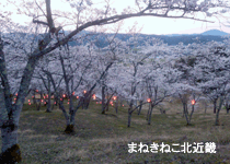 桜・花見／豊岡市,大師山自然公園