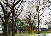桜・花見／豊岡市,植村直己ふるさと公園