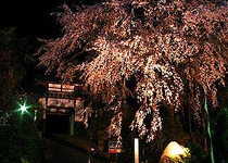 桜・花見／養父市,西方寺の枝垂れ桜