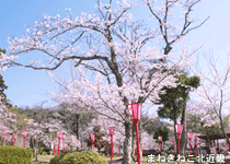 桜・花見／与謝野町,板列八幡神社　板列公園